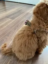 Harness Leash Chain Teddy Walking-Rope Collar Dog Small Medium Pet-Dog Classic Check