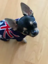 Suéter de dibujos animados para perros pequeños ropa cálida para mascotas de invierno, para Chihuahua, Yorkies, ropa para mascotas, traje de cachorro