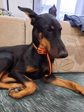 Vibration Pet Dog-Collar Remote-Control Shock Electric Rechargeable Waterproof 800m 