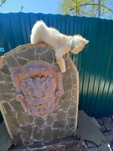 Collar brillante colorido con diamantes de imitación para mascotas, correa de cuero para el cuello, seguro para gatos y perros, accesorios suaves para mascotas, XS/S