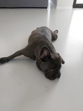 Sudadera larga holgada con capucha para mujer, suéter holgado informal de Color sólido, suéter holgado de estudiante, vestido de gran tamaño para Otoño e Invierno