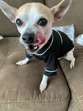 Puppy-Outfit Dogs-Costume Pet-French-Bulldog-Pajamas Chihuahua Fashion Small Medium Perro