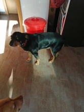 Dog-Collar Leash Engrave-Name Designer Personalized Luxury for Big Large And