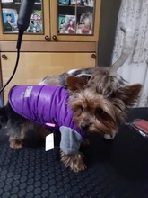 Hoodies Jacket Puppy French-Bulldog Small Dogs Waterproof Dog Chihuahua Winter Autumn