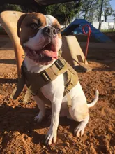 Leash-Set Pet-Harness Dog-Vest German Shepherd Dogs-Training Small Durable Tactical And