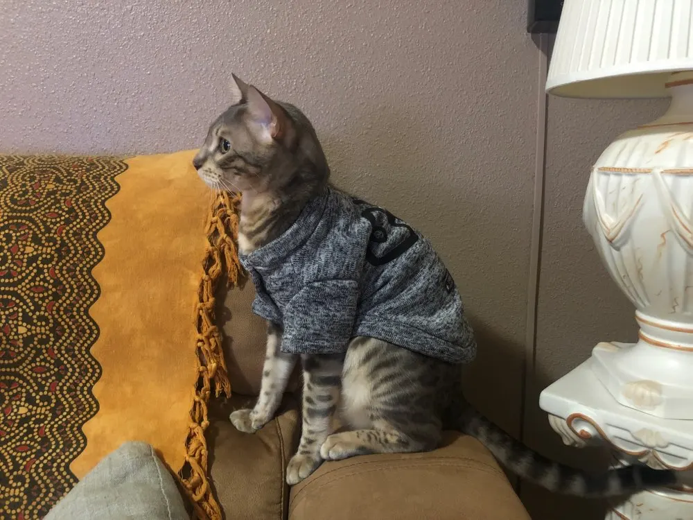 Kedi kazağı hep21.com
