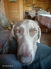 PROSTORMER-Guante de aseo para mascotas, guante de silicona con cepillo de pelo para perros, gatos y otros animales