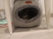 Deep Sleep Comfort in Winter Cat Bed little Mat Basket for Cat‘s House Products Pets