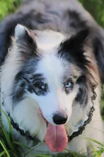 Harness Pet-Agility-Products Pet-Training Reflective Dog-Weight Walking for Padded-Nylon