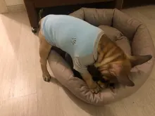 Ropa de perro de moda ropa de invierno para perros pequeños perros mediano chaqueta de abrigo Chihuahua ropa para mascotas para pequeño mediano perros Carlino