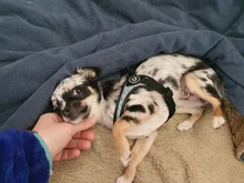 Seat-Belt Harnesses Stunt Puppy Bull Small-Pet Terrier Printed Dogs Chihuahua Shih Tzu