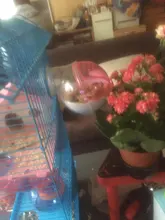 Cage-Box Toilet-Hamster Acrylic-House Sand-Room Bath Mouse-Gerbille Small Pet-Supplies