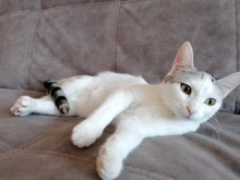 Cepillo para quitar el pelo de perros y gatos, herramientas para el cuidado de mascotas, Furmines Cini, peine recortador de pelo para perros y gatos