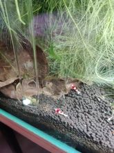 Acrylic Shrimp Feeding Tray Fish Food Feeder Aquarium Fish Tank Feeding Tube