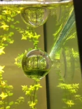 1 Uds acuario pecera dióxido de carbono CO2 Monitor gota de cristal comprobador de bola