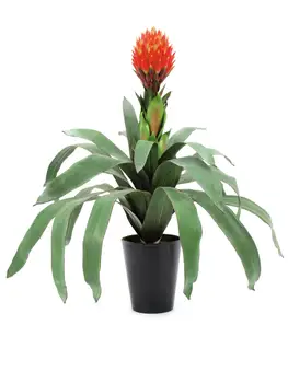 

EUROPALMS Bromelia, artificial, 68cm