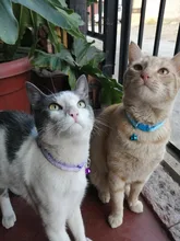 Nuevo lindo Collar campana para gatos Collar de perro Teddy Bomei perro de dibujos animados divertido huella collares lleva Cat accesorios Animal productos