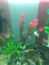 Aquarium-Accessories Decoration Materials Fish-Tank Artificial Green 20cm PVC Plants