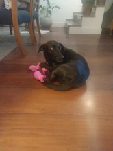 Anti-Skid-Boots Dog-Shoes Pet-Dog Dogs Cats Waterproof Large Silicone Medium Rainy Small