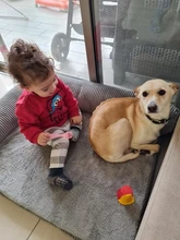 Cushion Detachable-Mat Pillow-Machine Bed Cat-House L-Shaped Puppy-Medium Large Dog Soft