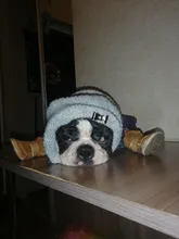 Warm Pet Dog Cat Winter Shoes For Dogs Non-slip Dog Snow Boots Chihuahua Shih Tzu Shoe