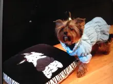 Hoodie Coat Outfit Warm-Dress Girl Dog Winter Princess New Floral 6-Sizes Bubble-Skirt