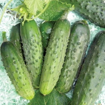 

Cucumber seeds. Finger
