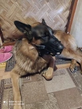 Mascarilla antiladridos para perros, máscara de silicona para evitar morder, con ventilación