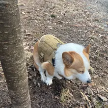 Molle Vest Panels Dog-Harness Dogs Military-Working Training Rubrab Tactical Metal 