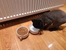 De cerámica tazón de perro gato plato con soporte de madera No derrame de alimentos para mascotas alimentador de agua gatos perros pequeños perros Pet