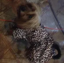Abrigo con tutú y estampado de leopardo para perros y cachorros ropa de invierno con capucha, chaqueta reversible para perros pequeños