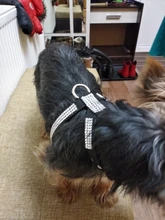 Collar de perro ajustable productos para mascotas Collar para perro arnés correa de liberación rápida Rhinestone Bling de cuero de la PU 1 PC