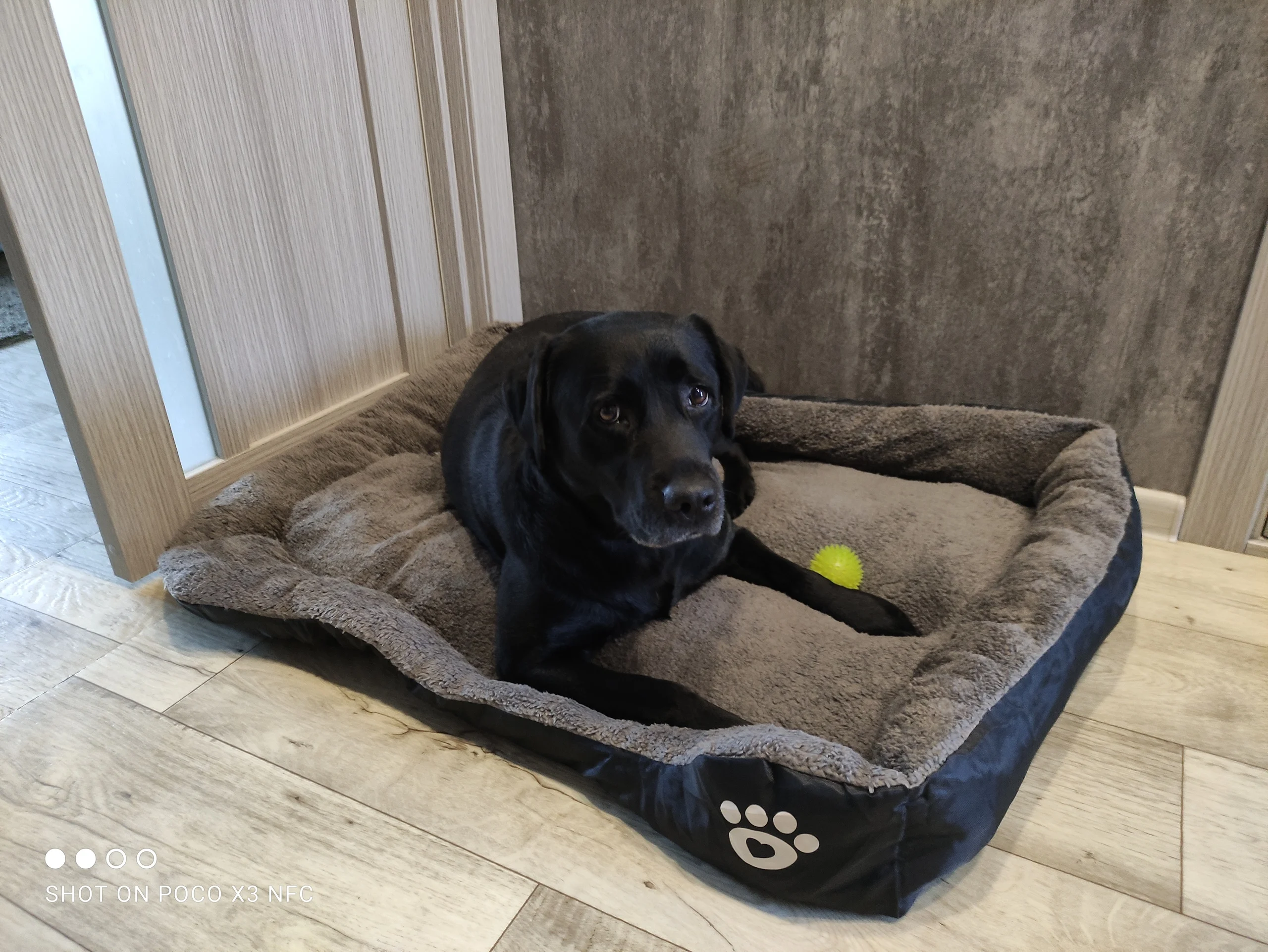 MEGA Dog Bed | Large Dog Bed | Medium Dog Bed | Large Dog Sofa photo review