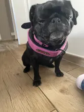 Collar de cuero personalizado para Perro, etiquetas identificativas para perros pequeños, medianos y grandes, Pitbull, Bulldog, Beagle