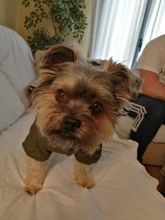 Chaqueta con capucha para gatos domésticos y perros, abrigo cálido para invierno, para perros medianos y pequeños, Chihuahua, ropa ligera