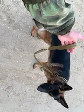 Collar táctico para perro, conjunto de correa ajustable para mascotas, entrenamiento militar al aire libre, caza, liberación rápida, perros medianos y grandes, Pastor Alemán
