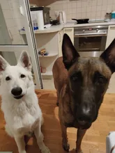 Puppy Honking Squirrel for Dogs Cat Chew Squeaker Squeaky Toy Dog Toys Stuffed Chew Squeaking