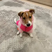 Outfit Jacket Hoodie Dog Warm Waterproof Winter Coat Splice Pet-Puppy 6-Colours 8-Sizes