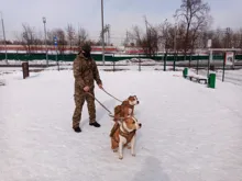 Arnés táctico militar para perros K9, Chaleco de trabajo para perros, correa elástica de nailon, correa de entrenamiento de plomo para perros medianos y grandes, Pastor Alemán