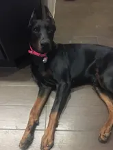 Necklace Collier Reflective-Collar Dogs Pitbull Chien Padded Nylon Adjustable Outdoor