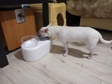 Dog-Bowls Stand Raised-Feeder-Container Water-Bowl-Product Pets-Food-Storage White 