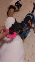 18 estilo juguete para perros para masticar con chirrido juguetes de goma no-tóxico juguete de goma divertido pezón bola gato cachorro perros bebé juego interactivo