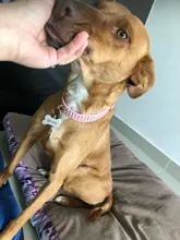 Collar de estrás para perro 3 filas de cuero de gamuza de Diamante gato cachorro 5 colores para pequeño mediano perros Chihuahua Yorkshire