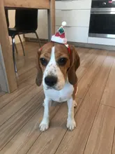 Costume Pet-Hat Pet-Cosplay-Clothes Christmas Cat Cute Dog Party-Decoration Glitter Elastic