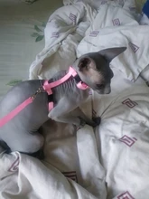 Pet Cat Collar Harness And Leash Adjustable Nylon Pet Traction Dog Kitten Halter Collar