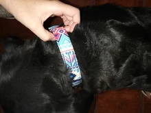 Dog-Collar Dogs Pitbull Adjustable Print Custom Personalized Nylon for Small Large Pet-Cat