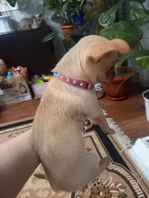 Necklaces-Accessories Collar Puppy-Products Chat Kitten Kota Small Traumdeutung for Pet-Dog