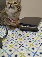 Collar de gatito con cascabel para gatos, Collar ajustable de separación para gatos, suministros para mascotas, Collier para Chat para gatitos