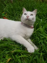 Personalized Dog Collar Leather Rhinestone Bling Charms Custom Pet Dogs Cat Name