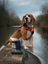 Truelove Front Nylon Dog Harness No Pull Vest Soft Adjustable Safety Harness For Dog